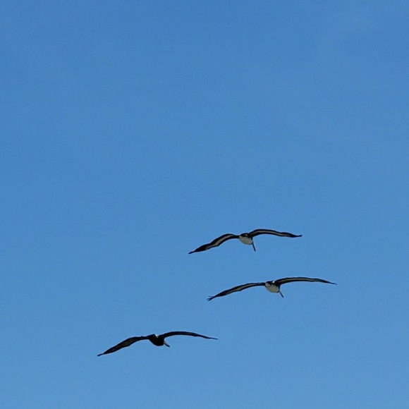 Meet your Posher, Magaretha - Picture 1 of 1